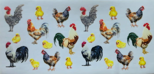 (1) Chickens & Chicks